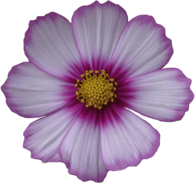 flordeco